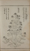 クリックで拡大・草花絵前集