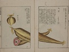 クリックで拡大・本草図譜2
