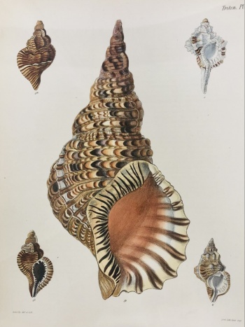 Illustration of shellfish